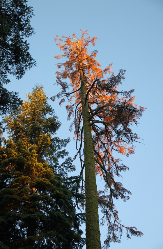 Sequoia National Forest